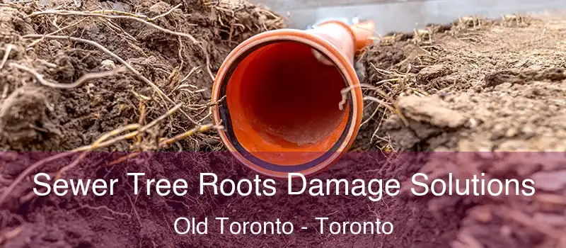 Sewer Tree Roots Damage Solutions Old Toronto - Toronto